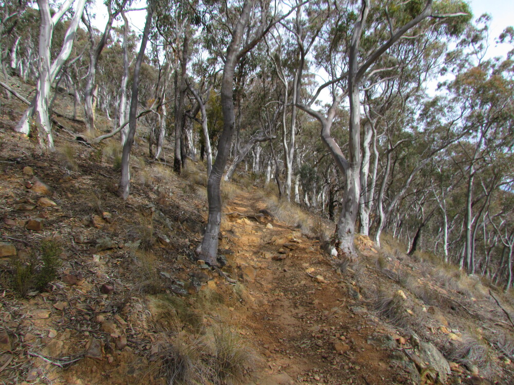 Indigenous Walking Tour: Black Mountain